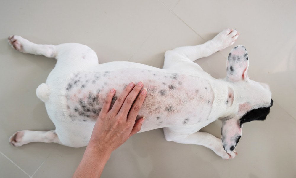 Une femme blanche pose sa main gauche sur son chien blanc qui a la gale des chiens. Tout le dos du chien est infecté. Il a perdu des poils et il possède des plaques rouges ou orange.