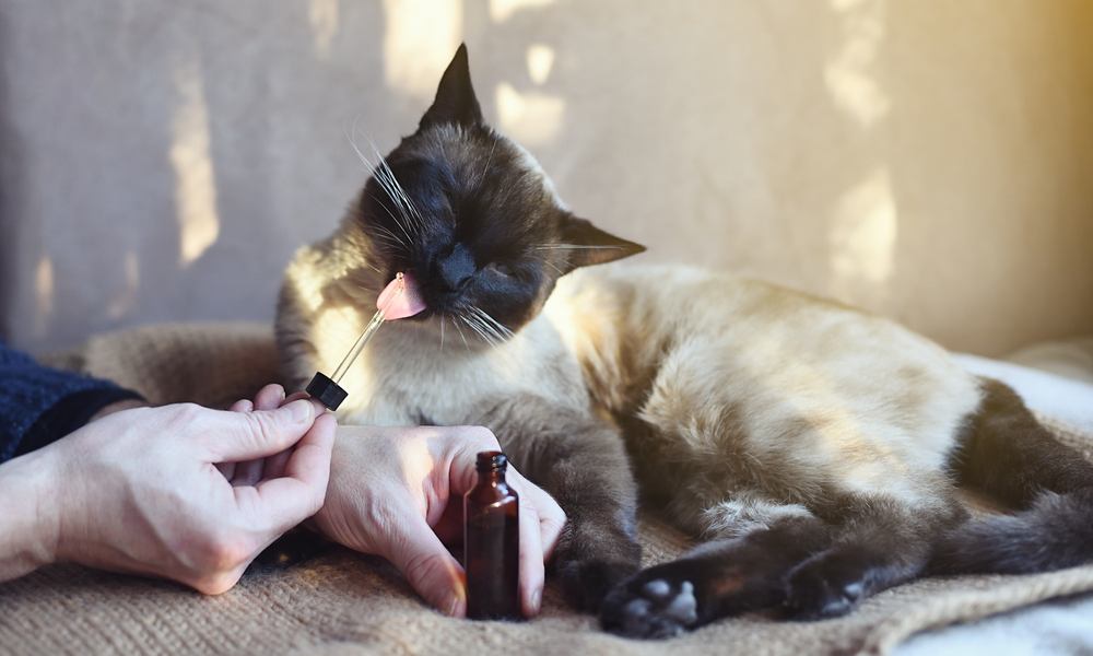 Un chat siamois lèche une pipette d'huile de chanvre. Il est allongé, il y a les deux mains d'une personne, l'une tient le flacon d'huile et l'autre tient la pipette.