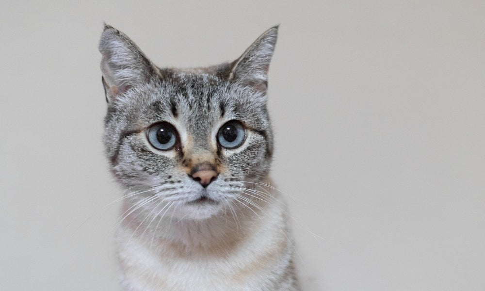 Un très beau chat aux yeux bleu est au centre de l'image en gros plan. Il regarde vers l'objectif. Ses oreilles sont en entrain d'écouter, un indicateur de langage des chats.
