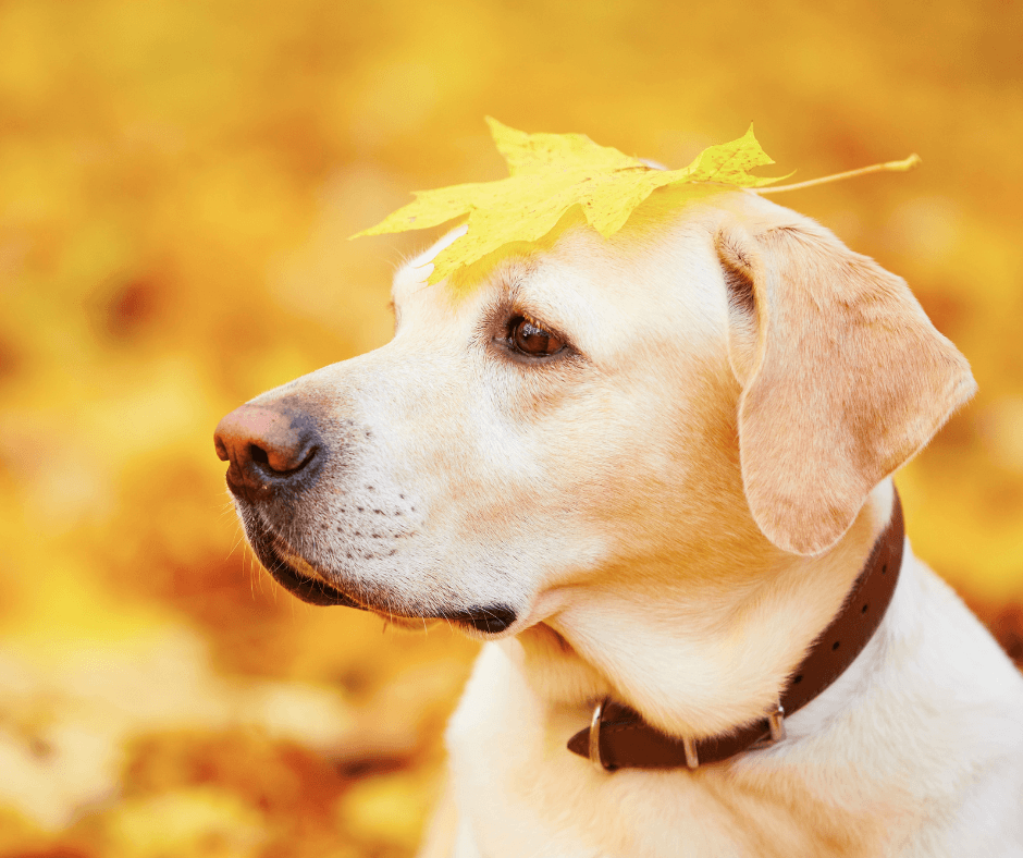 Les animaux face aux dangers de l'automne - Stan.bio
