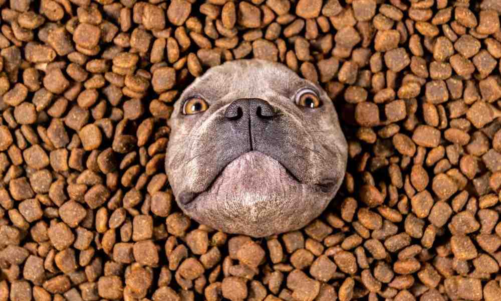 Les besoins alimentaires du chien - Stan.bio