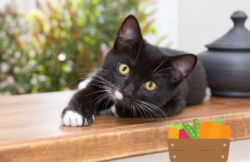 Les légumes sont-ils bons pour mon chat ? - Stan.bio