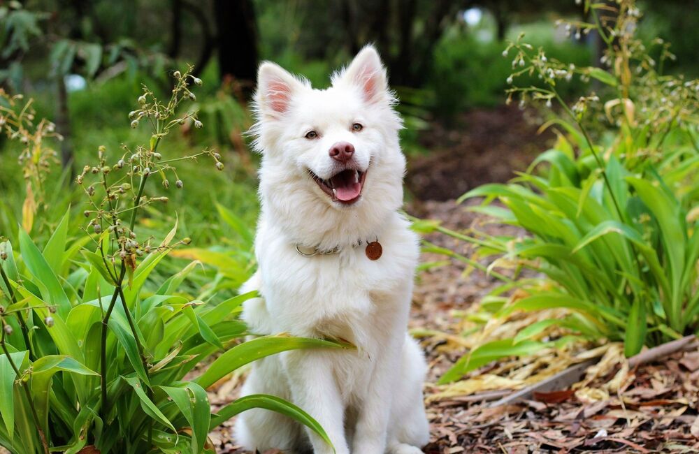 Les légumes sont-ils bons pour mon chien ? - Stan.bio