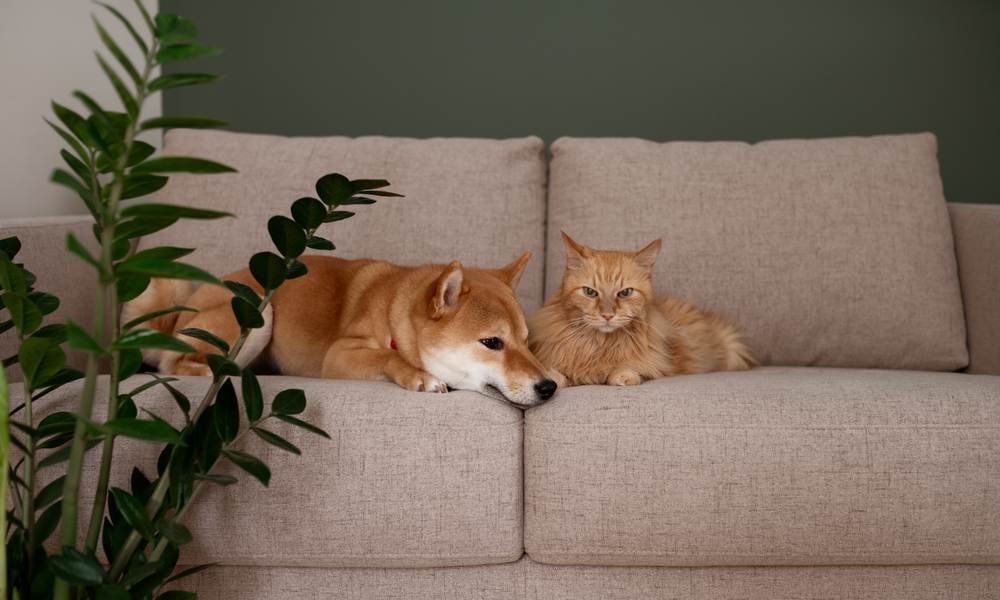 Les plantes toxiques pour les chiens et chats - Stan.bio