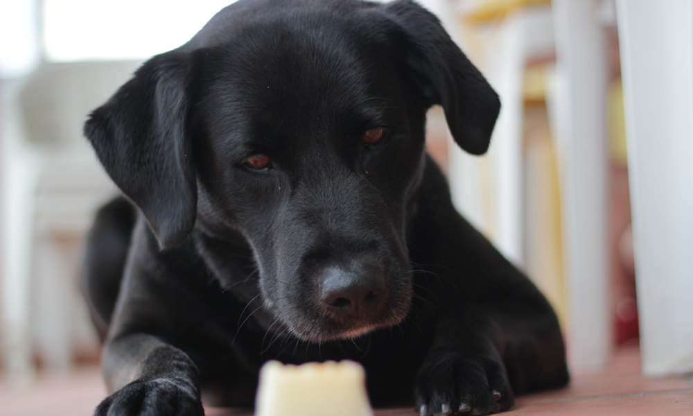 Un chien noir mange une tranche de melon pour chien posée à ses pattes. Il regarde la tranche. Le fond est flou.