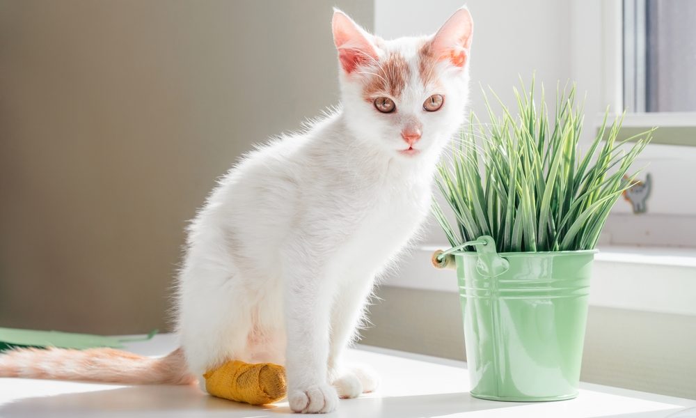 Mon petit chaton blanc avec des taches rousses, la patte arrière bandée en jaune, assis calmement près d'un pot de plante verte car il boite mais ne se plaint pas