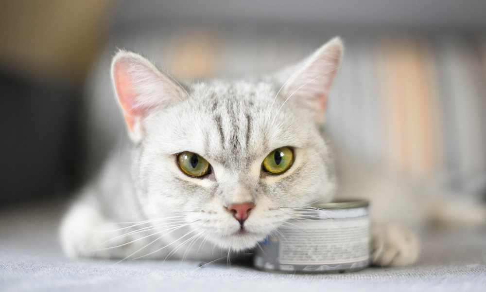 Mon chat ne mange plus, il est gris aux yeux verts. Un pâtée se trouve sous sa tête. Il a l'air triste.