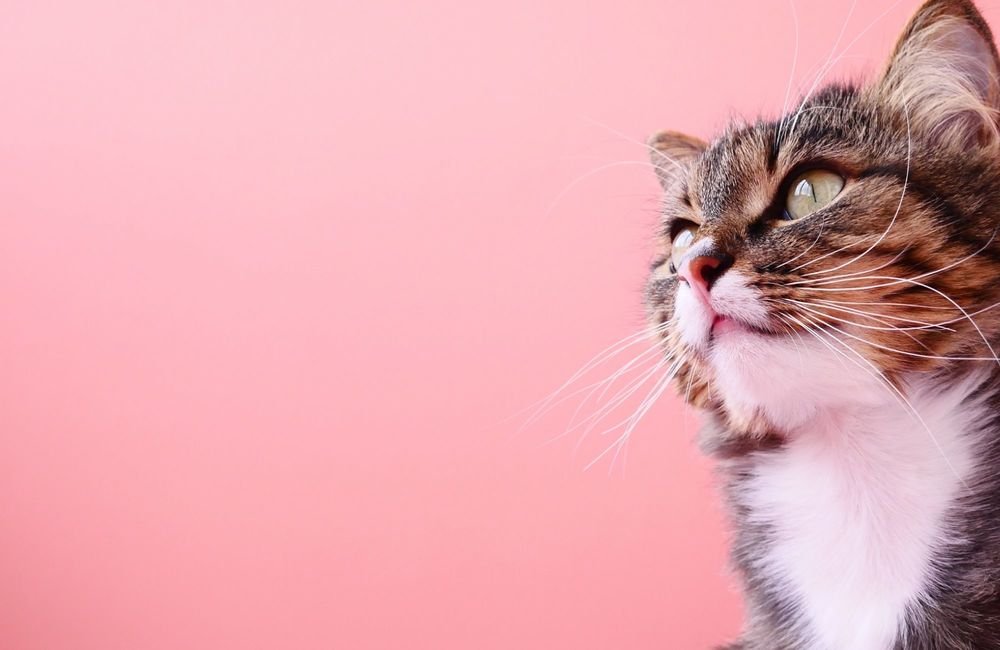 Mon chat peut-il manger des fruits ? - Stan.bio