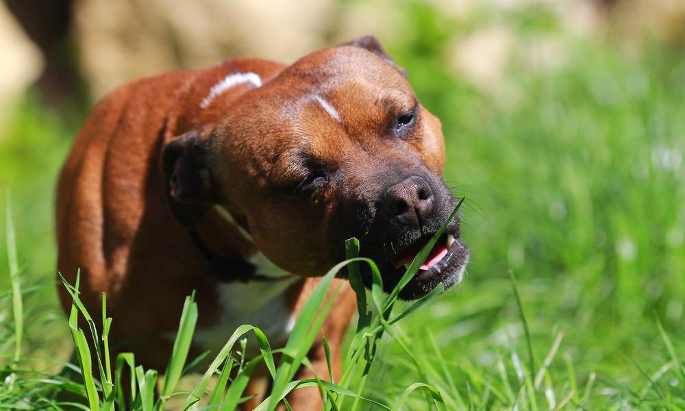 Mon chien mange de l'herbe, il est marron, en gros plan et mange de l'herbe. Derrière lui se trouve un espace vert avec seulement de l'herbe