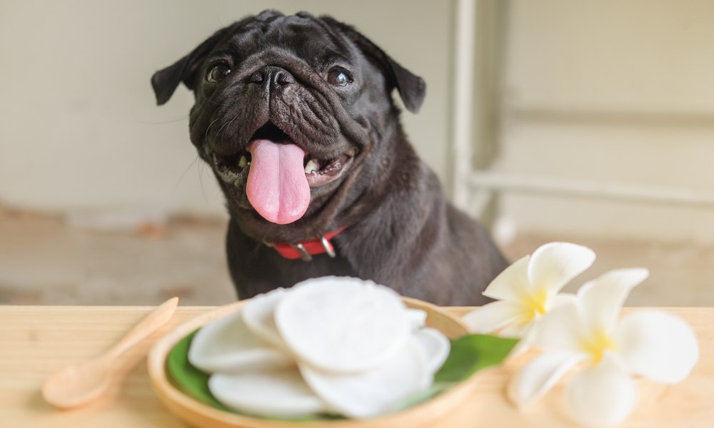 Un très beau petit chien noir est au centre de l'image, il tire la langue. Devant lui se trouve des morceaux de noix de coco dans une assiette en bois.