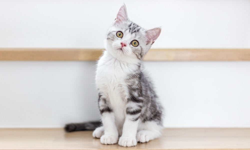 Un chaton avec un nom de chat qui lui va bien est au centre de l'image. Il hoche la tête et regarde l'objectif.