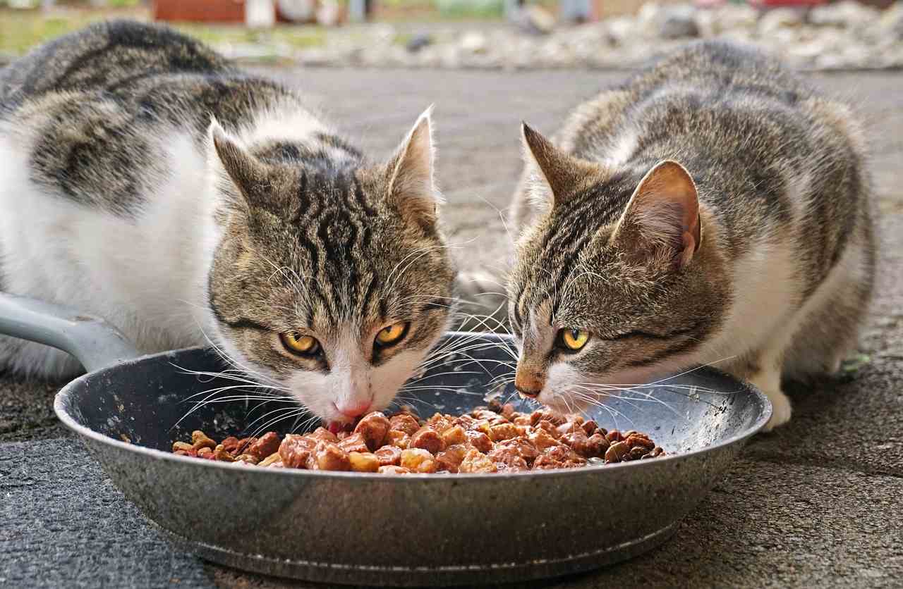 Pâtée naturelle pour chat : la meilleure option pour votre félin ? - Stan.bio