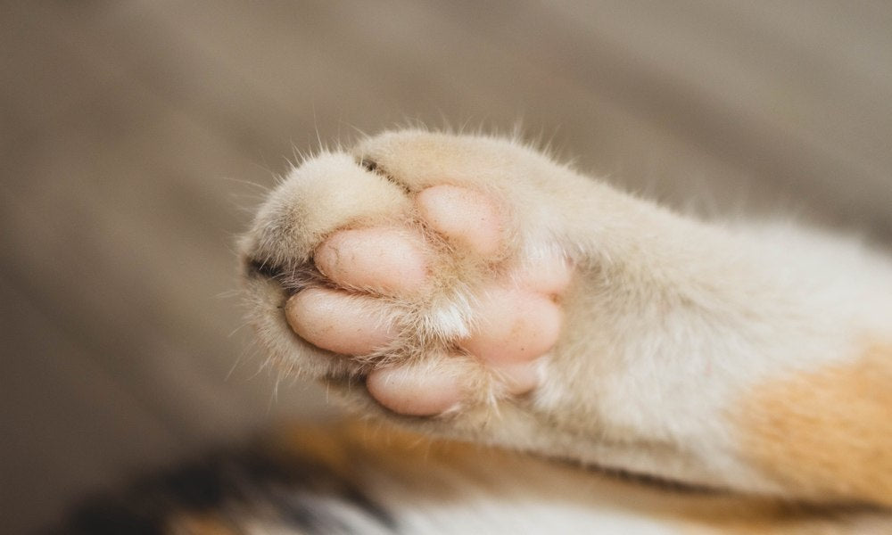 Une patte de chat est au centre de l'image. Le chat semble roux. Nous voyons les coussinets et gros plan. Le reste est flou.