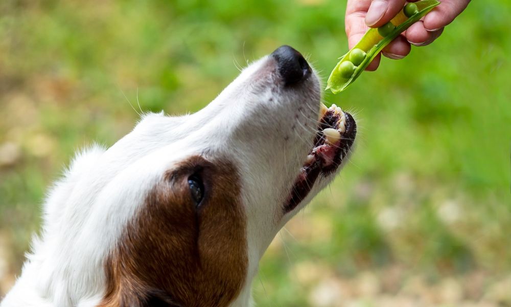 Un chien tente de manger un petit pois qu'une main est entrain de lui tendre en haut de l'image. Le chien est au centre de l'image. Le fond est flou.