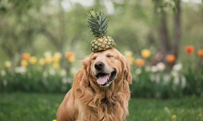 Peut-on donner de l'ananas à son chien ?