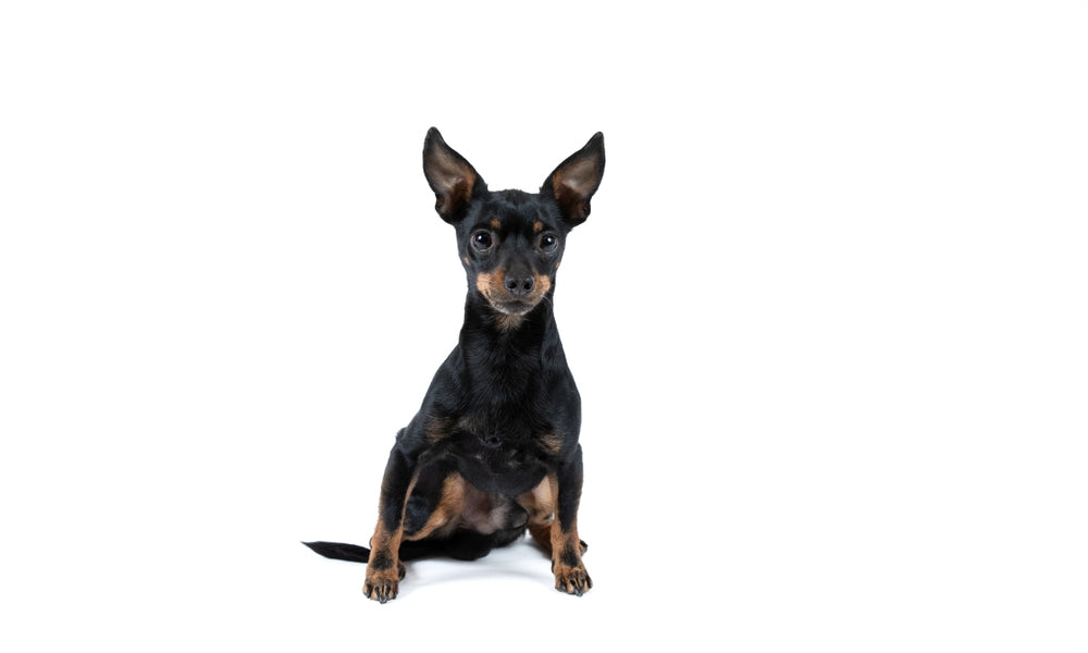 Un chien allemand de race Pinscher nain est au centre de l'image. Le chien est assit et regarde l'objectif. Le fond est blanc.