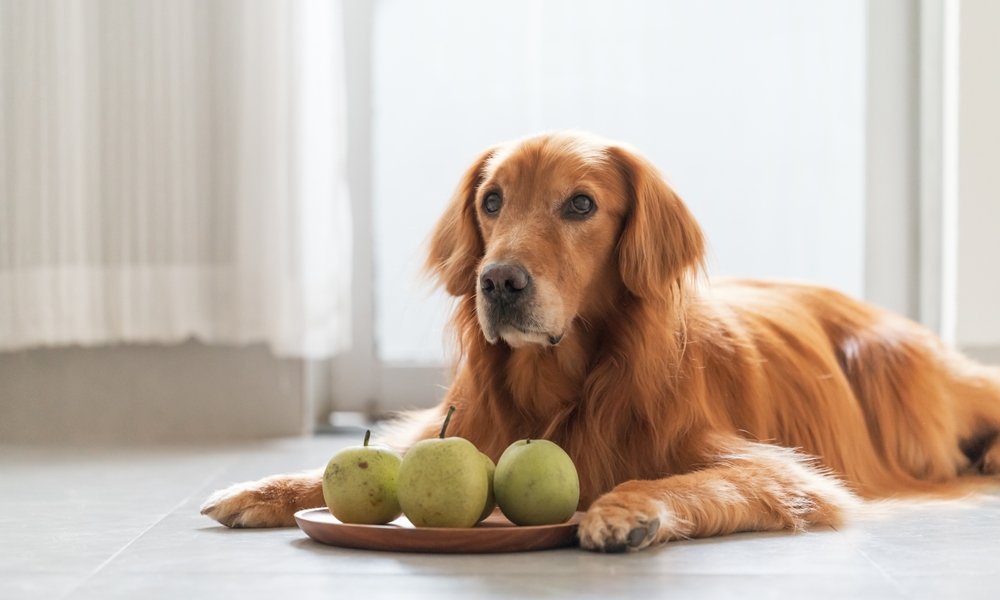 Un chien est allongé devant une assiette remplie de poire. Le chien veut manger le fruit. Il regarde au loin.