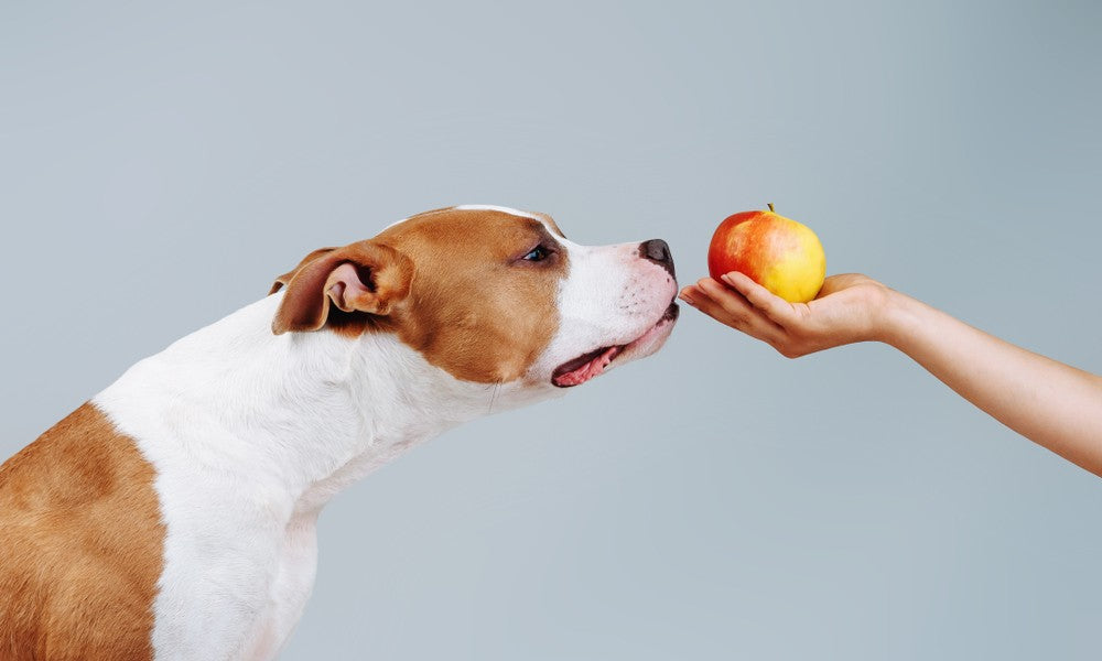 Une pomme est donnée par une main. Un chien sent le fruit et essaye de le manger. Le fond est gris.