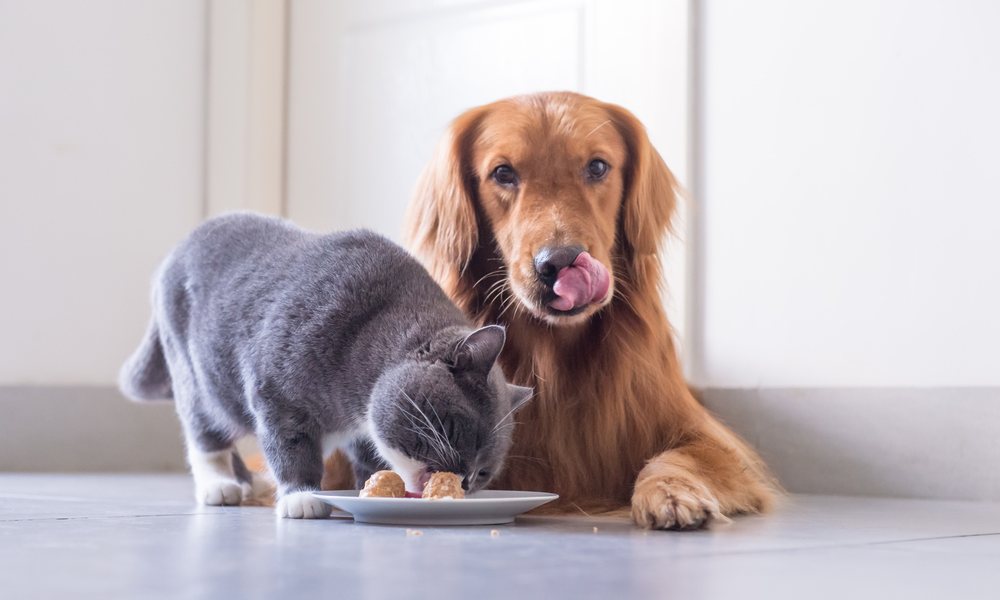 Un chat et un chien mangent une ration ménagère dans une assiette blanche. Le chien est un Golden roux, il se lèche les babines et regarde l'objectif. Le chat est couleur ébène et mange la ration. Ils sont dans une cuisine.