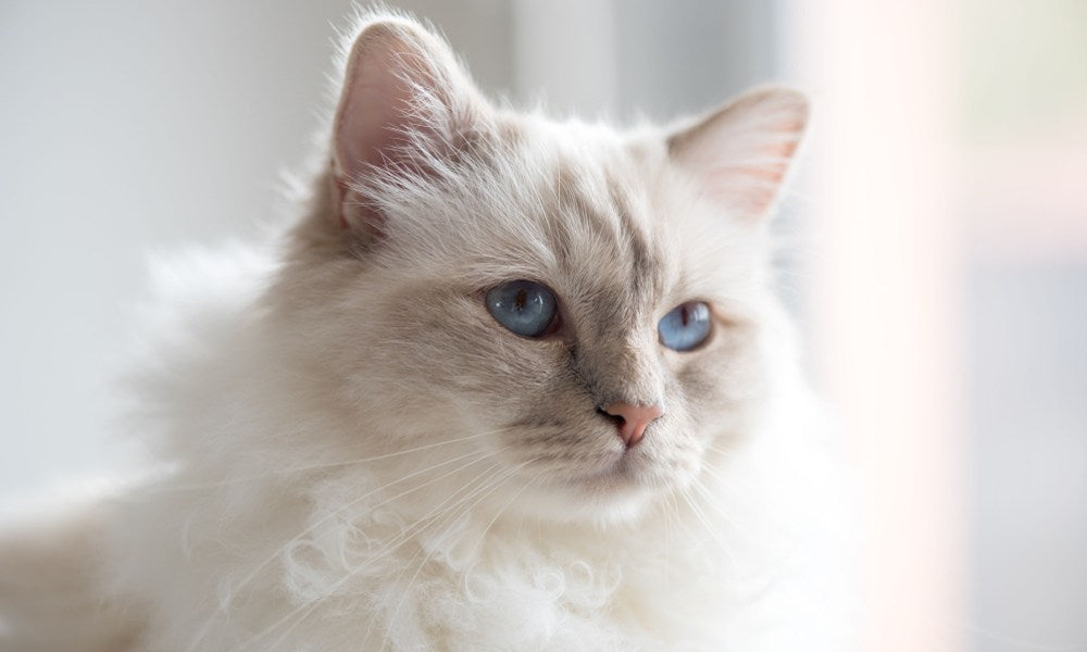 Un chat de race sacré de Birmanie blanc est en gros plan au centre de l'image. Le félin aux yeux bleus regarde vers la droite.