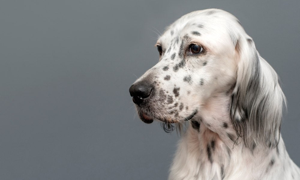 Un chien de race setter anglais est au centre gauche. Le chien est blanc avec des tâches et regarde vers la gauche. Le fond est gris bleu.