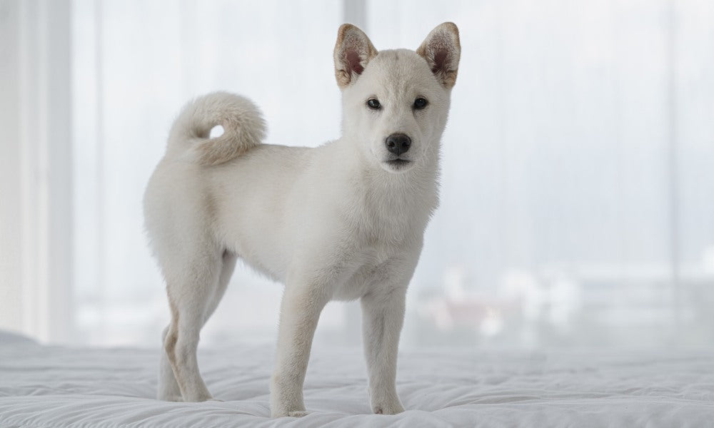 Un shiba inu blanc est au centre de l'écran et regarde l'objectif. Il est debout sur un lit blanc.