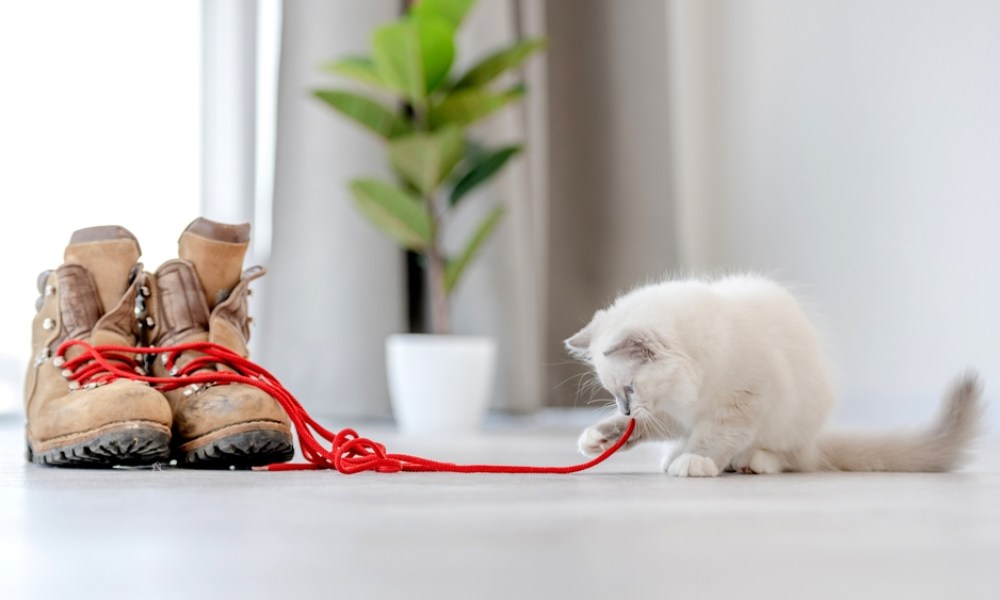 Petit chaton blanc mordant le lacet rouge d'une paire de boots en cuir beige posées sur un sol clair avec une plante verte en arrière-plan, signe du syndrome de pica chez le chat