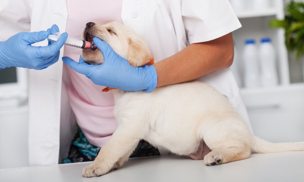 Un vétérinaire est entrain d'administrer un vermifuge pour chien à un chiot labrador beige.