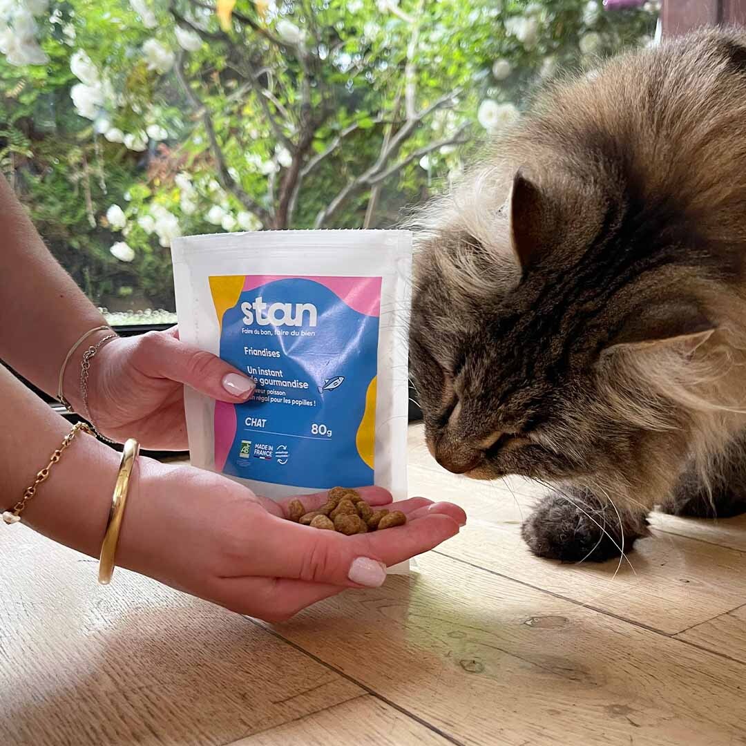 Un chat sent des friandises saveur poisson qui se trouvent dans la main d'une femme. La deuxième main de la femme tient le sachet de friandises en arrière plan. Le chat essaye de manger les friandises.