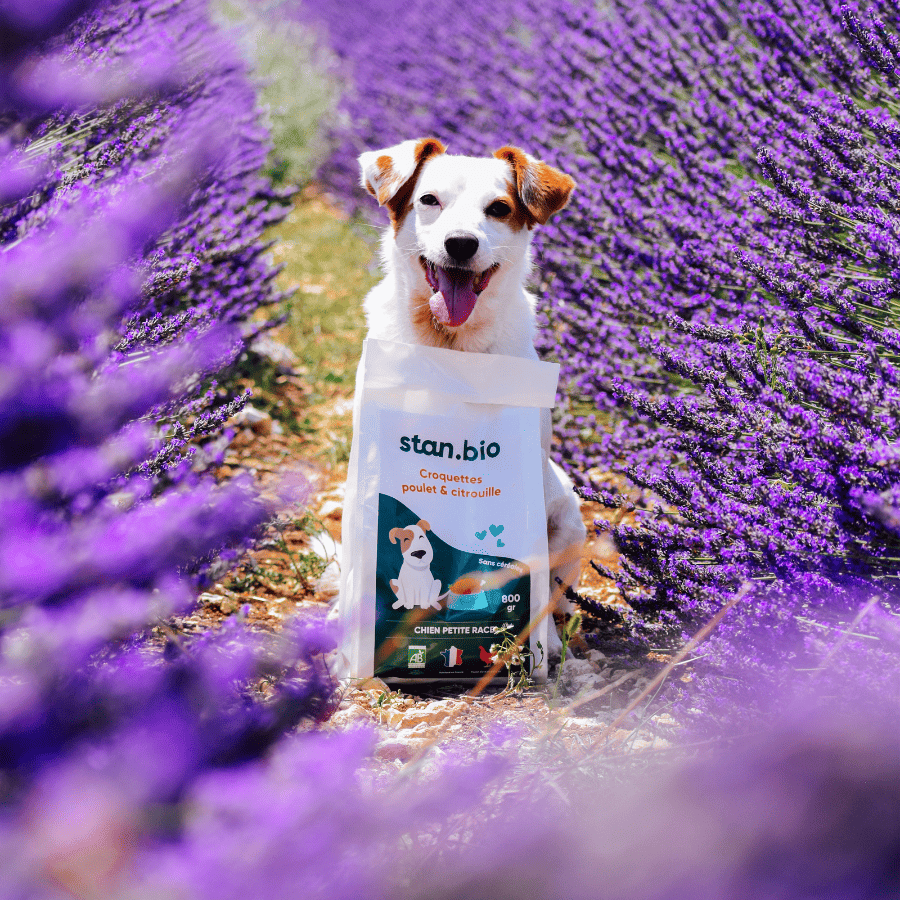 Jack Russell souriant dans un champ de lavande en Provence, tenant le sachet Stan Bio de la collection croquettes chien poulet et citrouille bio