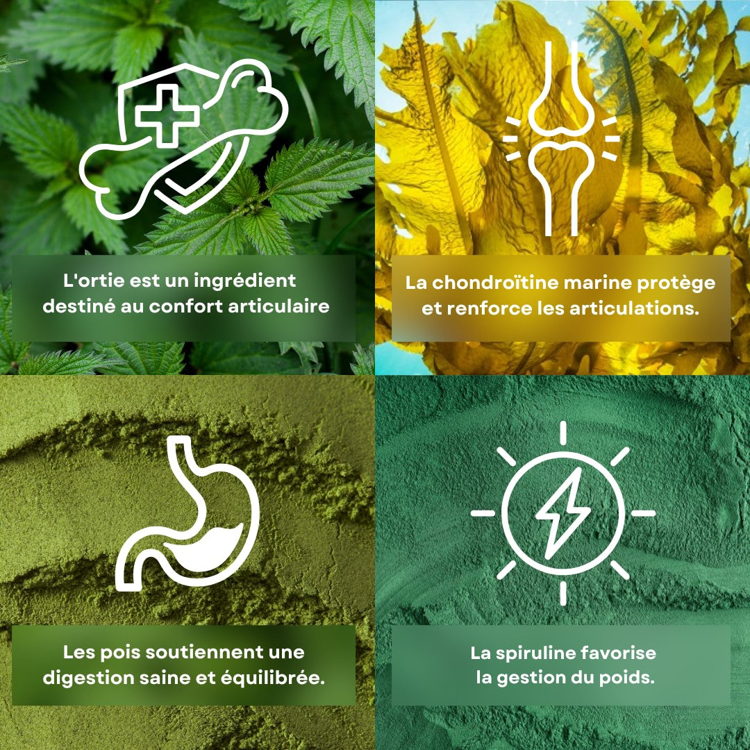 4 ingrédients des croquettes pour chat sénior séparent l'écran avec leurs bienfaits, l'ortie, la chondroïtine marine, le pois et la spiruline.