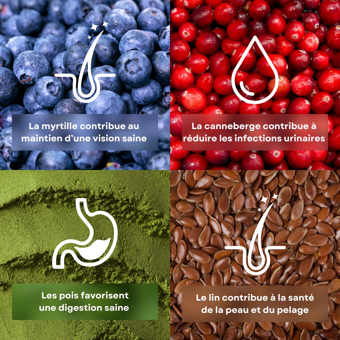 4 ingrédients de la recette de croquettes pour chat stérilisé saveur poulet et pois stan.bio sont présentés avec leurs bénéfices. Il y la canneberge, la myrtille, le pois et le lin.