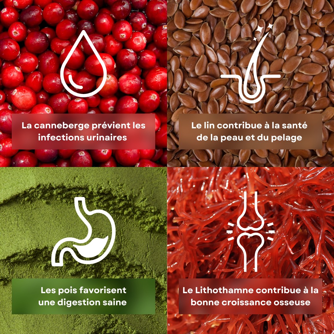 4 ingrédients de la recette de croquettes pour chaton saveur poulet et petits pois stan.bio sont présentés avec leurs bénéfices. Il y la canneberge, le lithothamne, le pois et le lin.