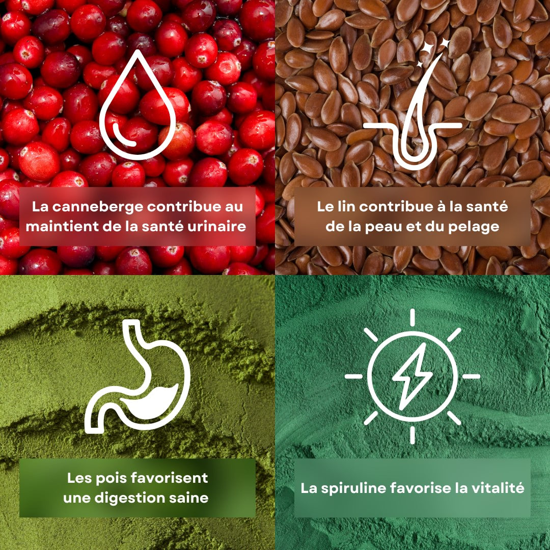 4 ingrédients de la recette de croquettes pour chien saveur poulet et pois stan.bio sont présentés avec leurs bénéfices. Il y a le pois, le lin, le canneberge et la spiruline.