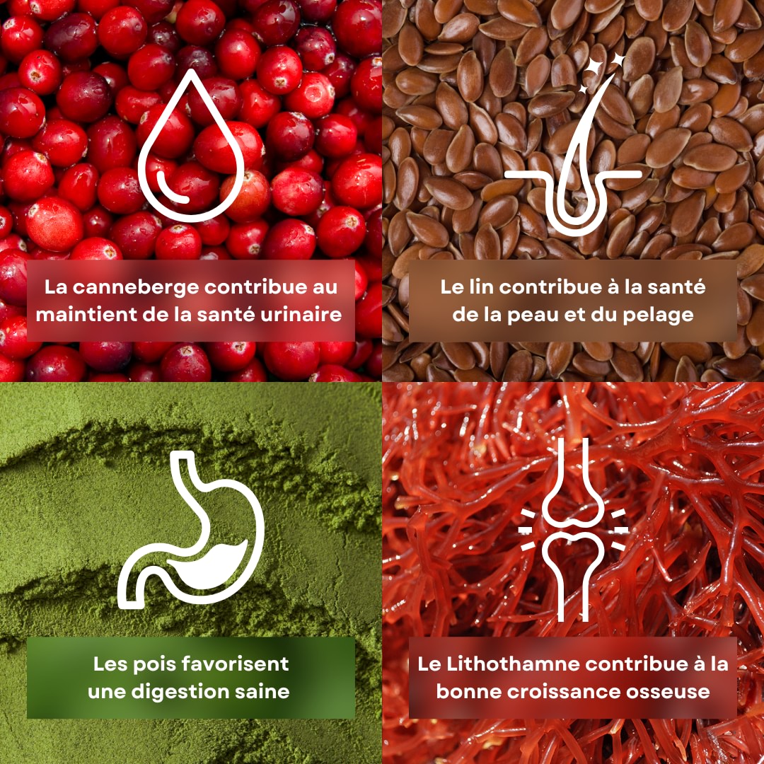 4 ingrédients de la recette de croquettes pour chiot saveur poulet et petits pois stan.bio sont présentés avec leurs bénéfices. Il y la canneberge, le lithothamne, le pois et le lin.