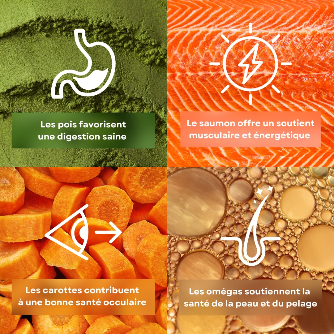 4 ingrédients de la recette d’émincés pour chat saveur saumon stan.bio et félichef bio sont présentés avec leurs bénéfices. Il y a le pois, le saumon, les carottes et les omégas.