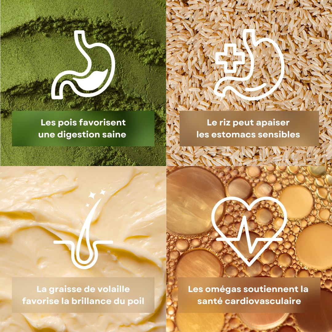 4 ingrédients de la recette de friandises pour chat saveur poisson stan.bio sont présentés avec leurs bénéfices. Il y a le pois, la graisse de volaille, le riz et les omégas.