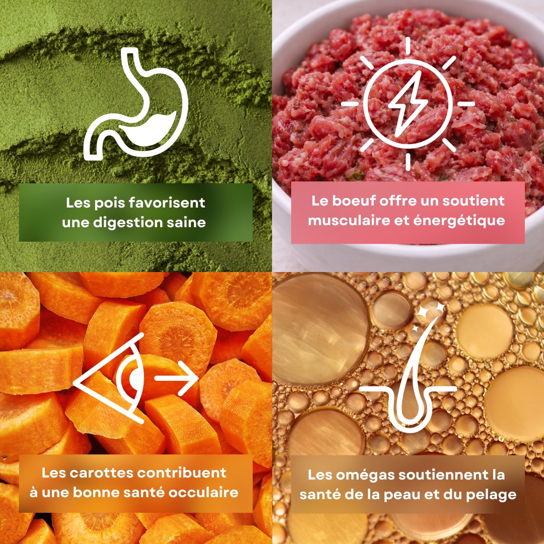 4 ingrédients de la recette de pâtée pour chien saveur boeuf stan.bio sont présentés avec leurs bénéfices. Il y a le pois, le boeuf, les carottes et les omégas.