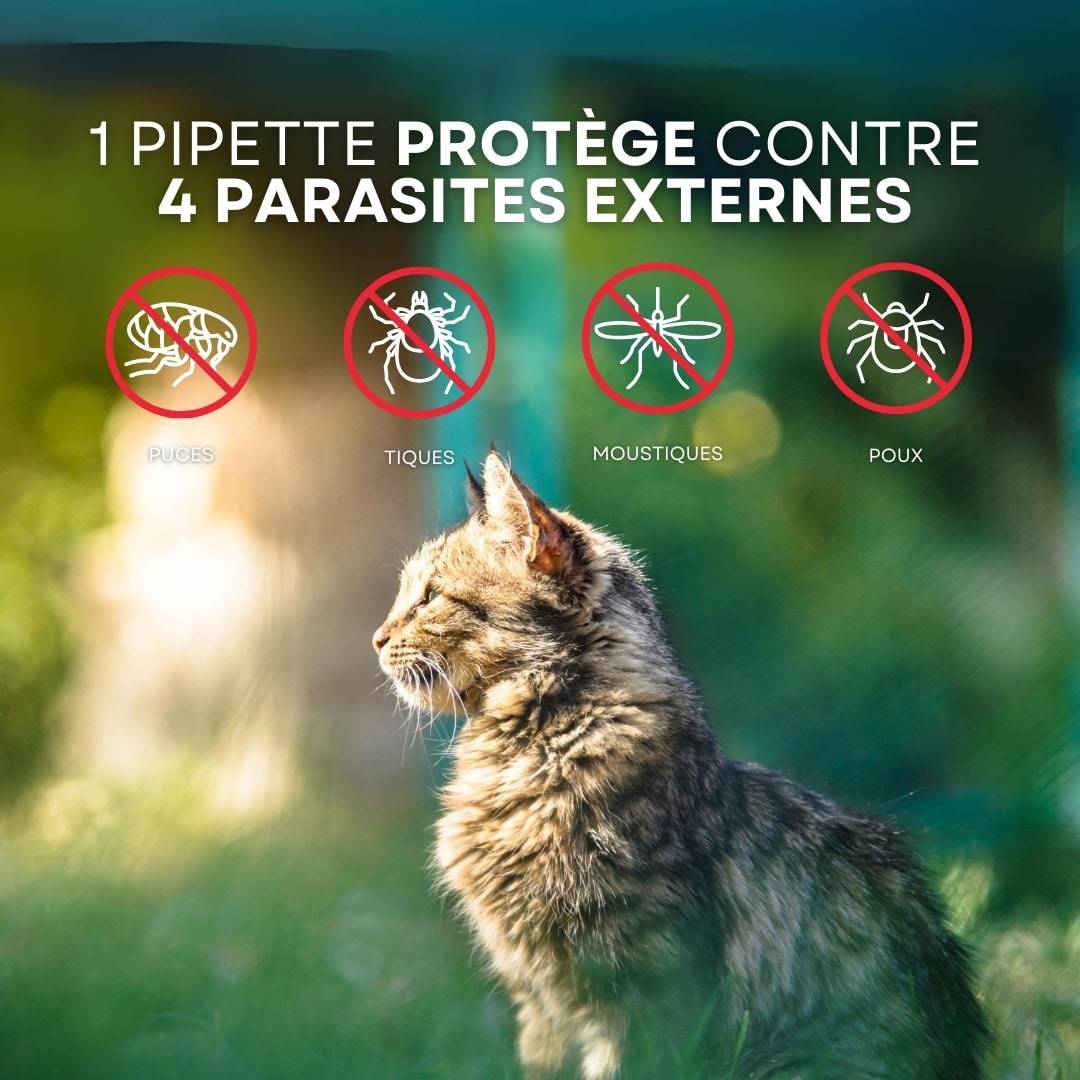 Un magnifique chat tigré est au centre bas de l’image. Le chat semble heureux et regarde le soleil vers la gauche de l’image. Au dessus de lui se trouve les différents parasites dont l’animal sera protégé en utilisant les pipettes anti-parasirtaires Stan.bio x Canichef.