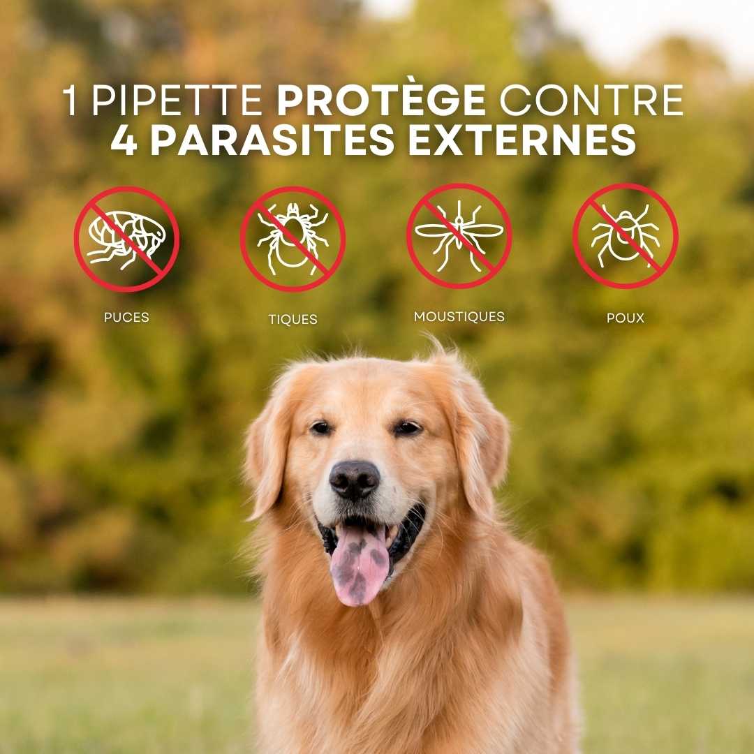 Un magnifique chien Golden Retriever est au centre bas de l’image. Le chien sourit et semble heureux. Au dessus de lui se trouve les différents parasites dont l’animal sera protégé en utilisant les pipettes anti-parasirtaires Stan.bio x Canichef.
