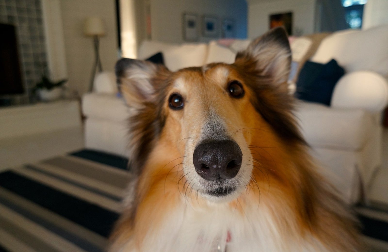 5 astuces pour occuper son chien - Stan.bio
