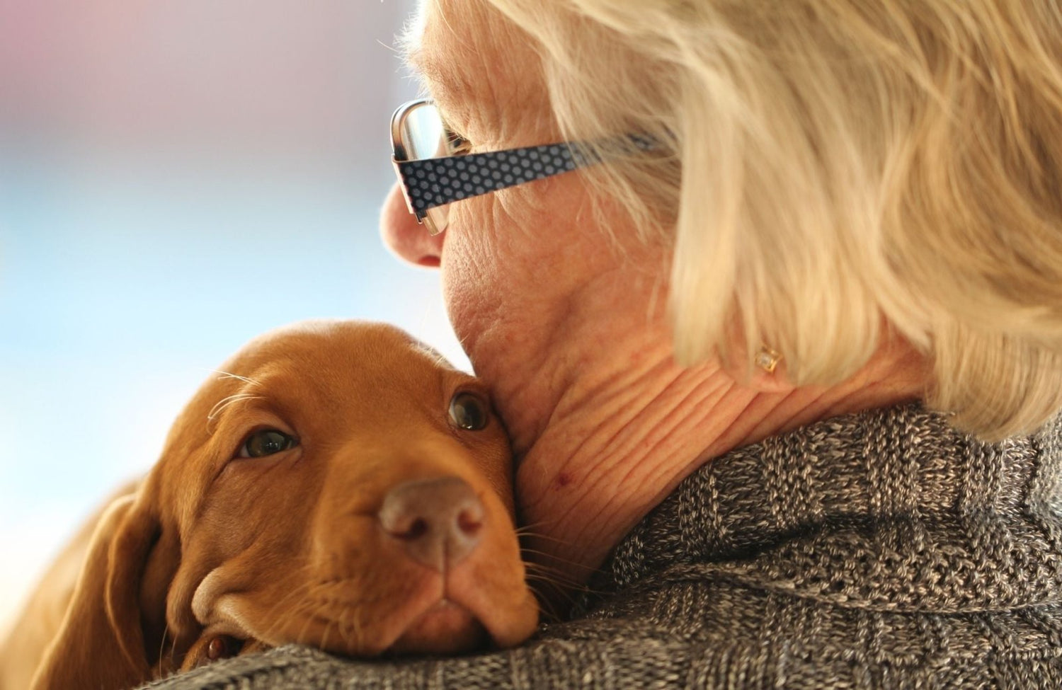 5 questions à se poser avant d'adopter un chien - Stan.bio