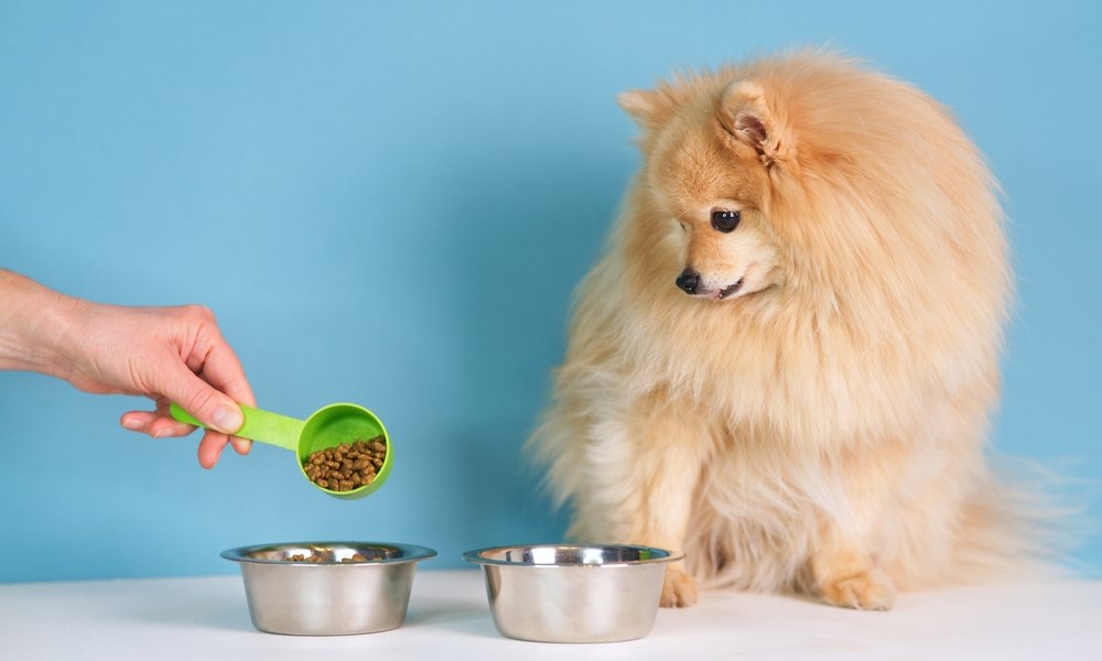 Un Spitz nain, chien de petite taille est sur la droite de l'image. À ses pieds se trouvent deux gamelles en fer. Une main sert les meilleures croquettes dans un bol avec un doseur vert. Le fond est bleu.
