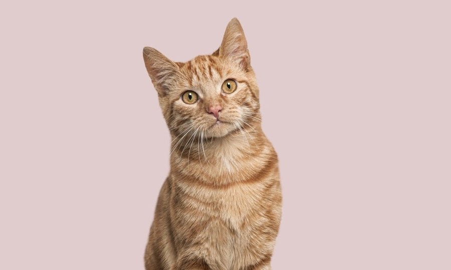 Un magnifique petit chat roux est au centre de l'image, il regarde l'objectif. Il semble être un chaton mais nous ne savons pas quel age à ce chat en âge humain. Le fond est rose.