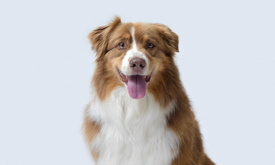 Berger australien souriant langue tirée, illustrant l'équivalence de l'âge du chien en âge humain