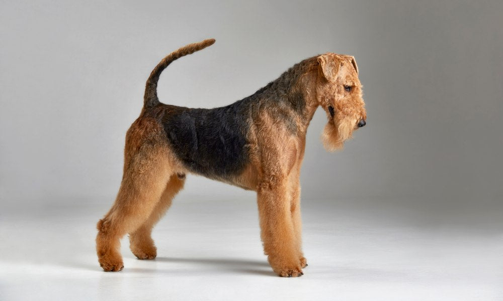 Un chien de race airedale terrier est au centre de l'image. Le canidé roux et noir se tient debout, l'air intrigué.