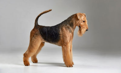 Airedale Terrier : le guide complet du roi des terriers