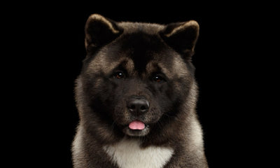 L’Akita Inu Noir : un chien japonais majestueux