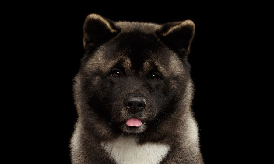 Un chien akita inu noir est au centre de l'image. Il regarde l'objectif en tirant la langue. Le fond est noir.