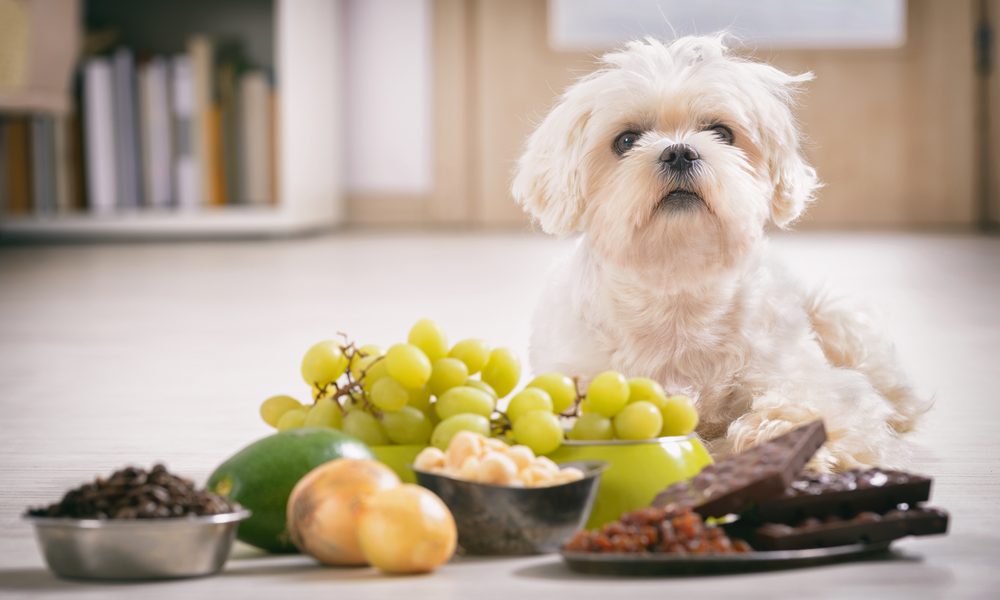 Un petit chien blanc est allongé devant des aliment toxique pour chien : raisin, chocolat, oignon, avocat.